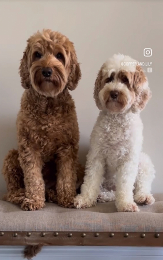 Illustration de l'article : Une maman partage en vidéo quelques moments de l’adorable amitié entre ses 2 Labradoodles et son bébé (vidéo)