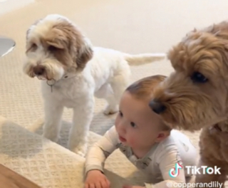 Illustration de l'article : Une maman partage en vidéo quelques moments de l’adorable amitié entre ses 2 Labradoodles et son bébé (vidéo)