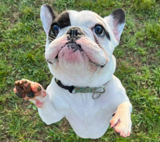 Illustration de l'article : Ralphie le chien "démoniaque" ne se laisse pas décourager par une énième adoption ratée et s'épanouit dans son nouvel environnement