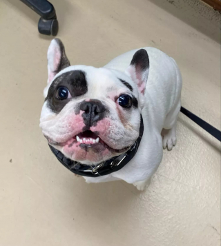 Illustration de l'article : Ralphie le chien "démoniaque" ne se laisse pas décourager par une énième adoption ratée et s'épanouit dans son nouvel environnement