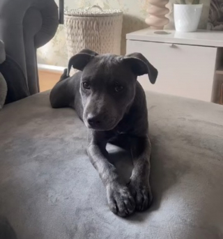 Illustration de l'article : Un chien alléché par une pizza trouve le moyen d'y goûter sans se faire prendre ou presque (vidéo)