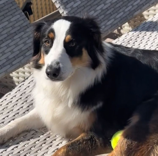 Illustration de l'article : Pour se rafra&icirc;chir, cette chienne malicieuse n&rsquo;h&eacute;site pas &agrave; s&rsquo;inviter dans la piscine de ses voisins (vid&eacute;o)