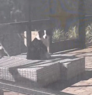 Illustration de l'article : Pour se rafra&icirc;chir, cette chienne malicieuse n&rsquo;h&eacute;site pas &agrave; s&rsquo;inviter dans la piscine de ses voisins (vid&eacute;o)