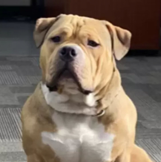 Illustration de l'article : L’adorable habitude de Jon Snow, l’American Bully, qui accompagne chaque jour sa maîtresse au travail (vidéo)