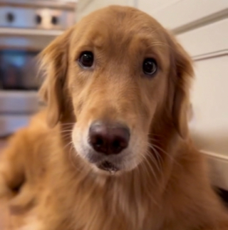 Illustration de l'article : L’adorable réaction de Sunday, la Golden Retriever, lorsqu’elle croque pour la première fois dans un quartier de pomme (vidéo)