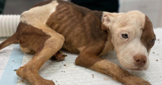 Illustration de l'article : Le combat de Hope pour reprendre goût à la vie, après avoir été enfermée dans un cage minuscule dès le début de sa vie