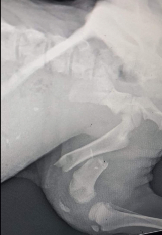 Illustration de l'article : Un refuge sollicite l’aide de sa communauté internet, afin de prendre en charge 3 chiots retrouvés dans un état déplorable