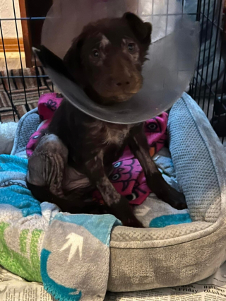 Illustration de l'article : Un refuge sollicite l’aide de sa communauté internet, afin de prendre en charge 3 chiots retrouvés dans un état déplorable