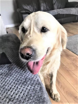 Illustration de l'article : Un chien fraîchement adopté s'échappe de sa nouvelle maison et parcourt 60 km dans l'espoir de retrouver un endroit qui lui est cher