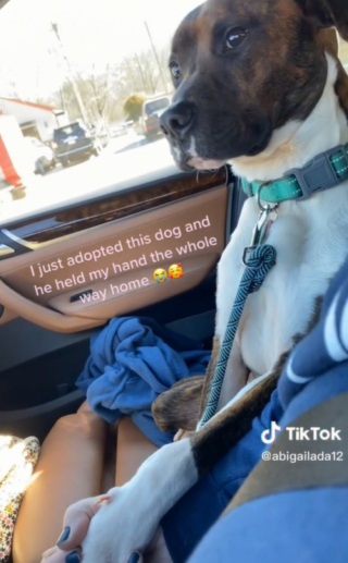 Illustration de l'article : Plein de reconnaissance pour son adoption, un chien a la plus tendre des attitudes durant le trajet vers sa maison pour toujours (vidéo)