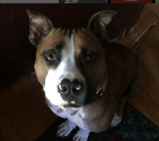 Illustration de l'article : Théodore, le Pitbull au parcours inspirant, est atteint d’un cancer rare et souhaite encore profiter de la vie en réalisant ses rêves