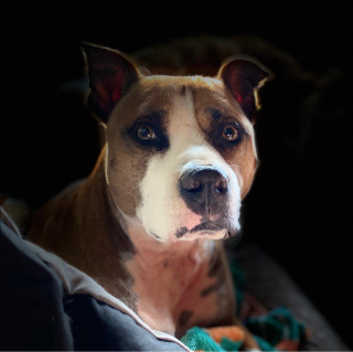 Illustration de l'article : Théodore, le Pitbull au parcours inspirant, est atteint d’un cancer rare et souhaite encore profiter de la vie en réalisant ses rêves