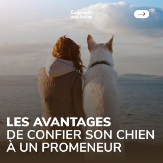Illustration de l'article : Emprunte mon toutou, la plateforme innovante de garde de chiens, accueille fièrement son premier million d'utilisateurs