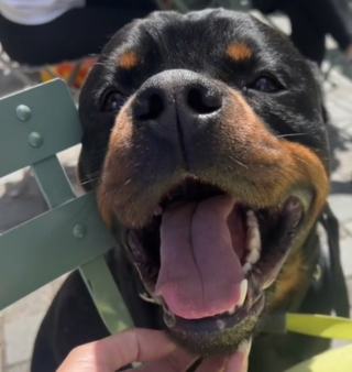 Illustration de l'article : La déception d'un Rottweiler victime d'un traitement à part en raison de son apparence effacée par la petite attention de sa maîtresse (vidéo)
