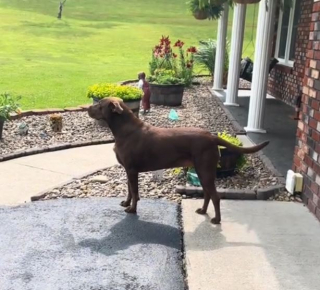 Illustration de l'article : Cette chienne d&eacute;vou&eacute;e et d&eacute;bordant d&rsquo;amour attend chaque jour avec impatience le retour de son ma&icirc;tre &agrave; la maison (vid&eacute;o)