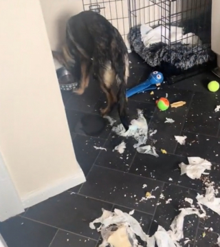 Illustration de l'article : Ce chiot de 5 mois saccage la maison après avoir été laissé tout seul pendant 5 heures (vidéo)