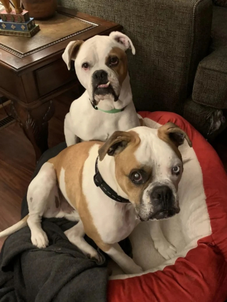 Illustration de l'article : Un duo de chiens abandonnés, dont un aveugle, survit tant bien que mal dans les rues jusqu’à s’arrêter devant une maison