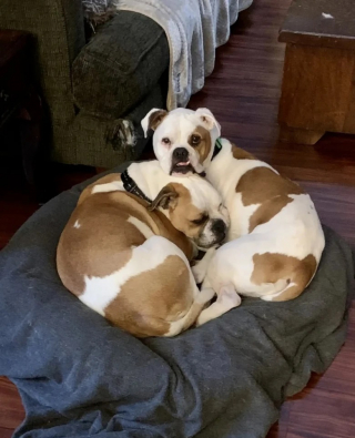 Illustration de l'article : Un duo de chiens abandonnés, dont un aveugle, survit tant bien que mal dans les rues jusqu’à s’arrêter devant une maison