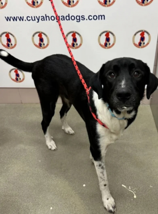 Illustration de l'article : Un chien errant monte dans un bus scolaire dans l’espoir de se faire des amis et finit par trouver une famille pour la vie