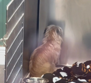 Illustration de l'article : Déprimée dans un refuge, cette chienne retrouve l’espoir grâce à une vidéo TikTok qui bouleverse sa vie (vidéo)