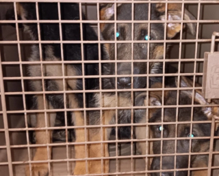 Illustration de l'article : En se rendant dans un élevage, un couple découvre un chien utilisé comme appât pour les ours