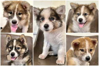 Illustration de l'article : 5 chiots abandonn&eacute;s dans une poubelle sont d&eacute;couverts et hospitalis&eacute;s in extremis