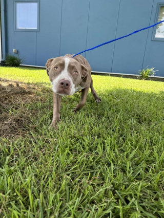 Illustration de l'article : Cette chienne de refuge apprend à supporter la marche en laisse dans l’espoir d’être un jour adoptée (vidéo)