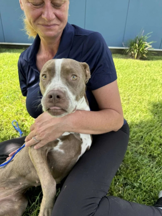 Illustration de l'article : Cette chienne de refuge apprend à supporter la marche en laisse dans l’espoir d’être un jour adoptée (vidéo)