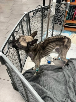 Illustration de l'article : Un chien squelettique et négligé par son propriétaire est sauvé de justesse par des bénévoles dévoués