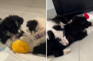 Illustration de l'article : Un couple adopte 2 chiens au lieu d’un seul pour ne pas séparer un frère de sa soeur (vidéo)