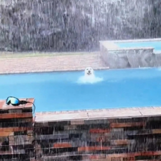 Illustration de l'article : 2 chiens adorables ont des réactions opposées face à la pluie qui font rire leurs propriétaires (vidéo)