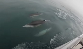 Illustration de l'article : Lorsqu’il est en mer, ce chien parle aux dauphins et en fait ses amis (vidéo)