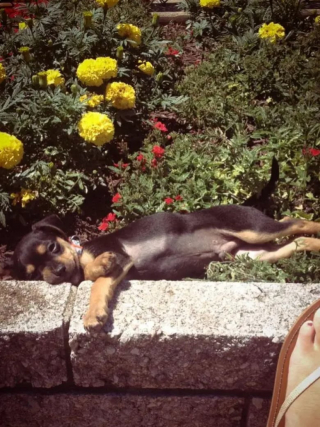 Illustration de l'article : 15 photos de chiens qui donnent envie d’avoir un toutou dans sa vie