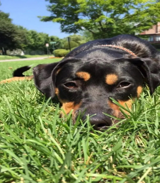 Illustration de l'article : 15 photos de chiens qui donnent envie d’avoir un toutou dans sa vie