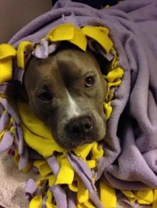 Illustration de l'article : 15 photos de chiens qui donnent envie d’avoir un toutou dans sa vie