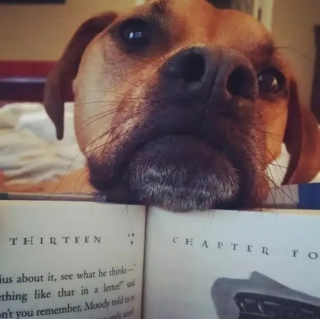 Illustration de l'article : 15 photos de chiens qui donnent envie d’avoir un toutou dans sa vie