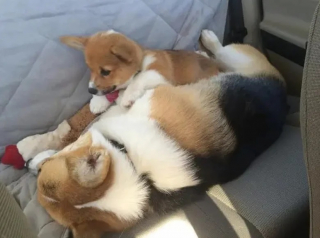 Illustration de l'article : 15 photos de chiens qui donnent envie d’avoir un toutou dans sa vie