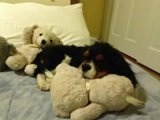 Illustration de l'article : 15 photos de chiens qui donnent envie d’avoir un toutou dans sa vie