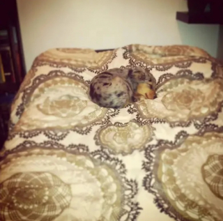 Illustration de l'article : 15 photos de chiens qui donnent envie d’avoir un toutou dans sa vie