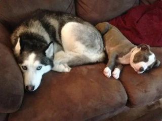 Illustration de l'article : 15 photos de chiens qui donnent envie d’avoir un toutou dans sa vie