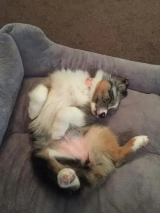 Illustration de l'article : 15 photos de chiens qui donnent envie d’avoir un toutou dans sa vie