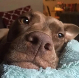 Illustration de l'article : 15 photos de chiens qui donnent envie d’avoir un toutou dans sa vie