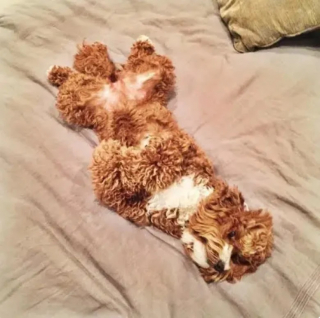 Illustration de l'article : 15 photos de chiens qui donnent envie d’avoir un toutou dans sa vie