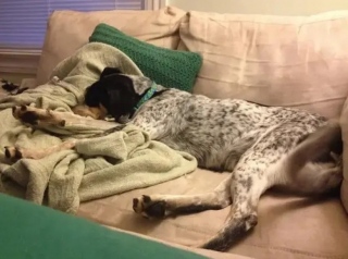 Illustration de l'article : 15 photos de chiens qui donnent envie d’avoir un toutou dans sa vie