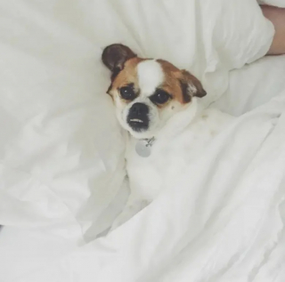 Illustration de l'article : 15 photos de chiens qui donnent envie d’avoir un toutou dans sa vie