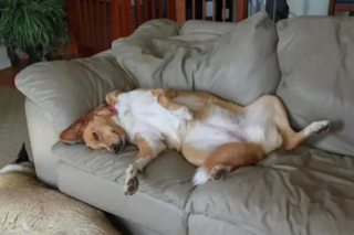 Illustration de l'article : 15 photos de chiens qui donnent envie d’avoir un toutou dans sa vie