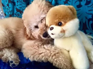 Illustration de l'article : 15 photos de chiens qui donnent envie d’avoir un toutou dans sa vie