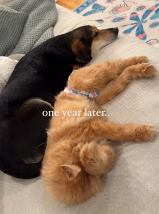 Illustration de l'article : La propriétaire d’un chat et d’un chien qui ne s’entendent pas réalise qu’elle a fait une erreur et les aide à cohabiter