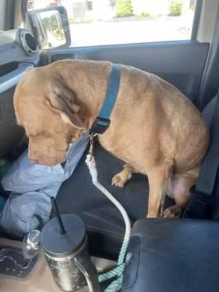 Illustration de l'article : Une chienne de refuge cherchant désespérément une famille retrouve la joie de vivre grâce à une agréable surprise (vidéo)