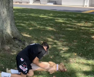 Illustration de l'article : Une chienne de refuge cherchant désespérément une famille retrouve la joie de vivre grâce à une agréable surprise (vidéo)